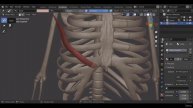 2. Anatomy The Upper Body 01 - Pectoralis Part 1 Sculpting the chest muscles