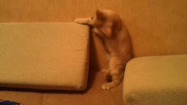 Кот Колян и мышь)