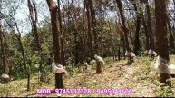 1 ACRE 20 CENT RUBBER SALE IN AYAVANA MUVATTUPUZHA I 24 KERALA PROPERTIES I 273 th video