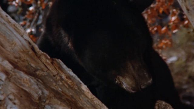 Andy Williams - Marmalade, Molasses and Honey