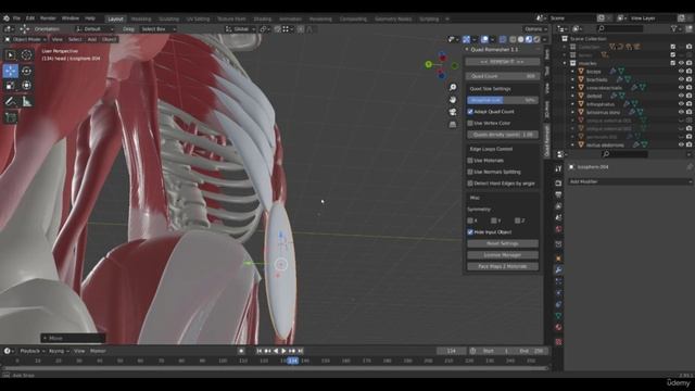 15 - External Obliques