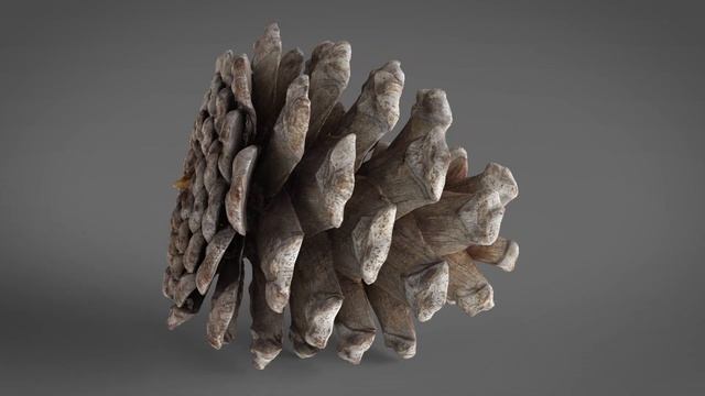 Pine cone