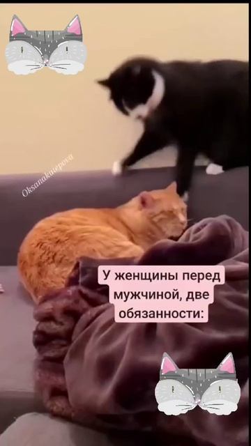 Котики как и мы