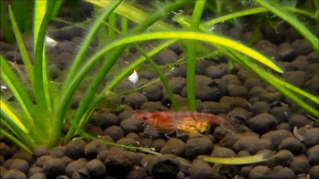 Neocaridina heteropoda var. red  - Red Cherry - grainée