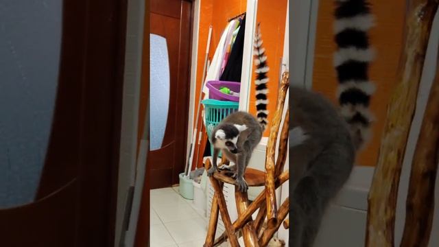 Лемур Татошка и К