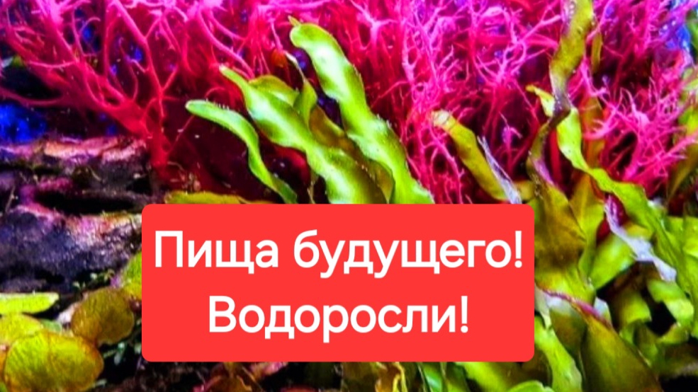 Водоросли.Пища будущего.