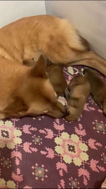 На 1неделя)) Кушаем и спим🐶