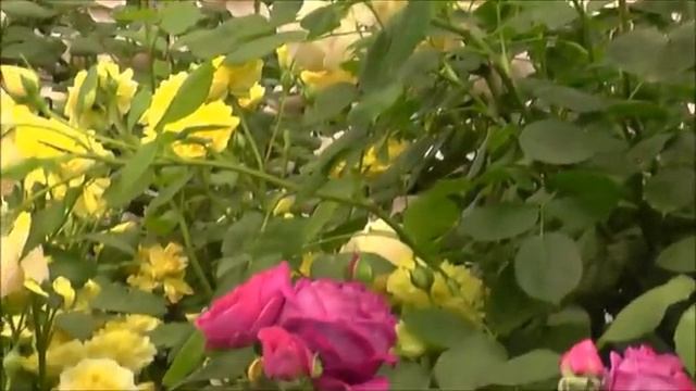 La_Jardinerie_De_David_Austin16.mp4