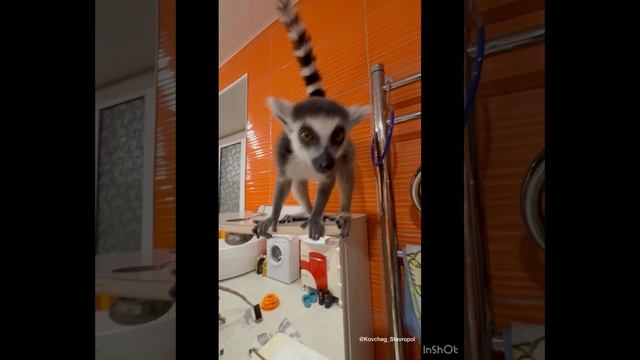 Лемур Татошка и К