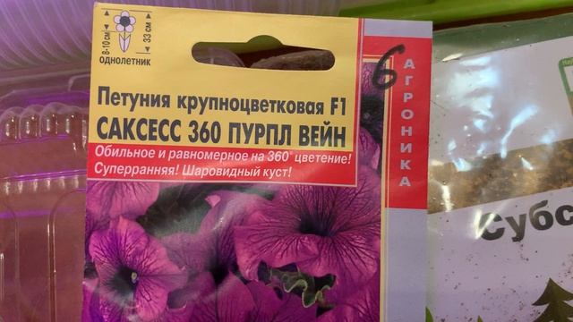 Посадка петунии для будущего черенкования 25.01