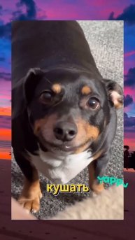 озвучки животных