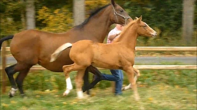 Helios KWPN Colt born 6 July 2012 Apache x Havidoff