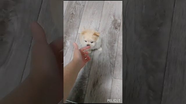 VID-20250126-WA0007.mp4
