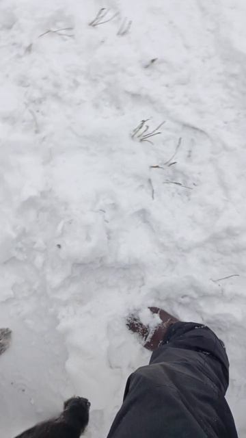 радость