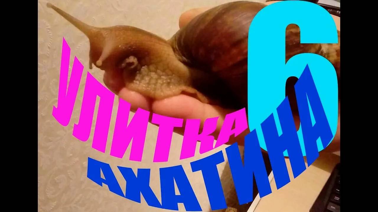 Улитка Ахатина 6 часть