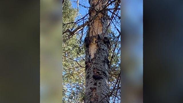 Woodpecker looking for food!