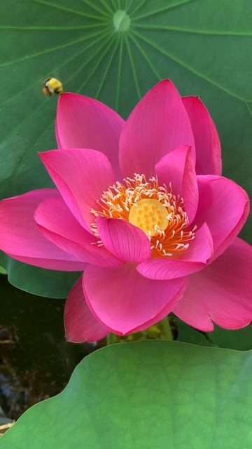 Flight of the bumblebee, birds singing, lotus flower, beautiful nature