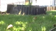 piko g baan met lgb loc