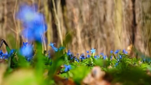 Великолепные цветы и  чудесная музыка! Gorgeous flowers and wonderful music.