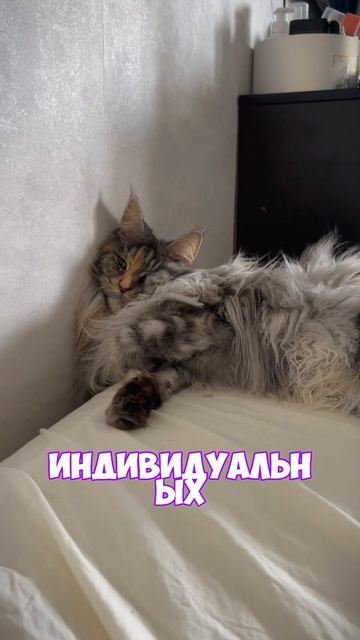 МИФЫ О МЕЙНКУНАХ! Тг: kotopesyaofficial #мейнкун #top #cats