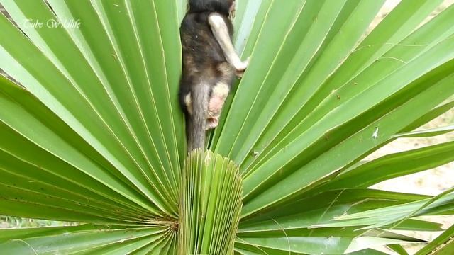 Uh monkey Fauna Can't stand with baby Mona treating Farrah poorly - Spectacular monkeys enjoy day!