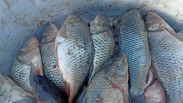 9-15-Октябр/Шымбай Балык Базары/Рыба/Shimbay Baliq bazar/Baliq bazar/Балык Базар