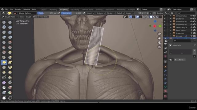 19 - Sternocliedomastoid a large neck muscle