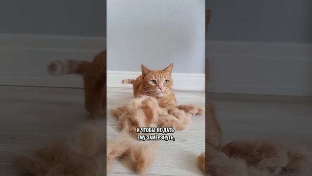 коты воители #прикол #юмор #котики #2025 #смех #смотреть