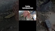 разбор трансформатора #металлокоп #бронза #латунь #медяха #нержавейка #медь #мелочь #металл #цветно