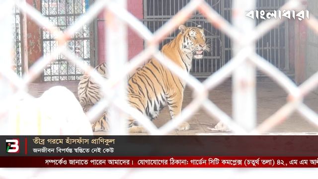 তীব্র গরমে হাঁসফাঁস প্রাণিকুল