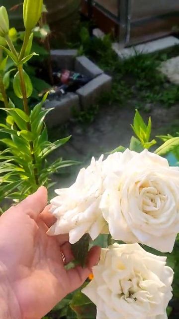 НЕУВЯДАЮЩАЯ РОЗА! ТАКОЕ БЫВАЕТ?
