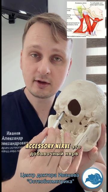Кривошея у детей, причина и лечение. Остеопатия доктора Иванова «Остеобиометрика» Казань