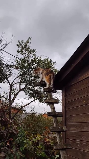 Дикая  кошка задним ходом