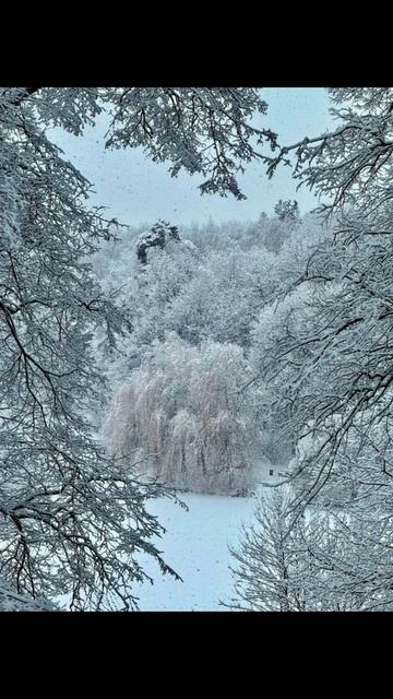 🌨️🌲Усадьба Царицыно в обьятиях снежной зимы (декабрь 2024) #усадьбацарицыно #декабрь2024 #зима2024