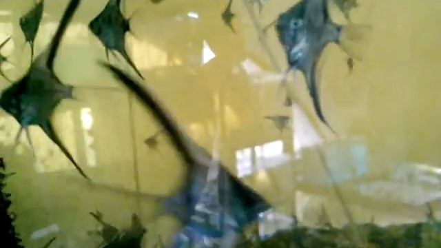 скалярия 1,5 месяца
