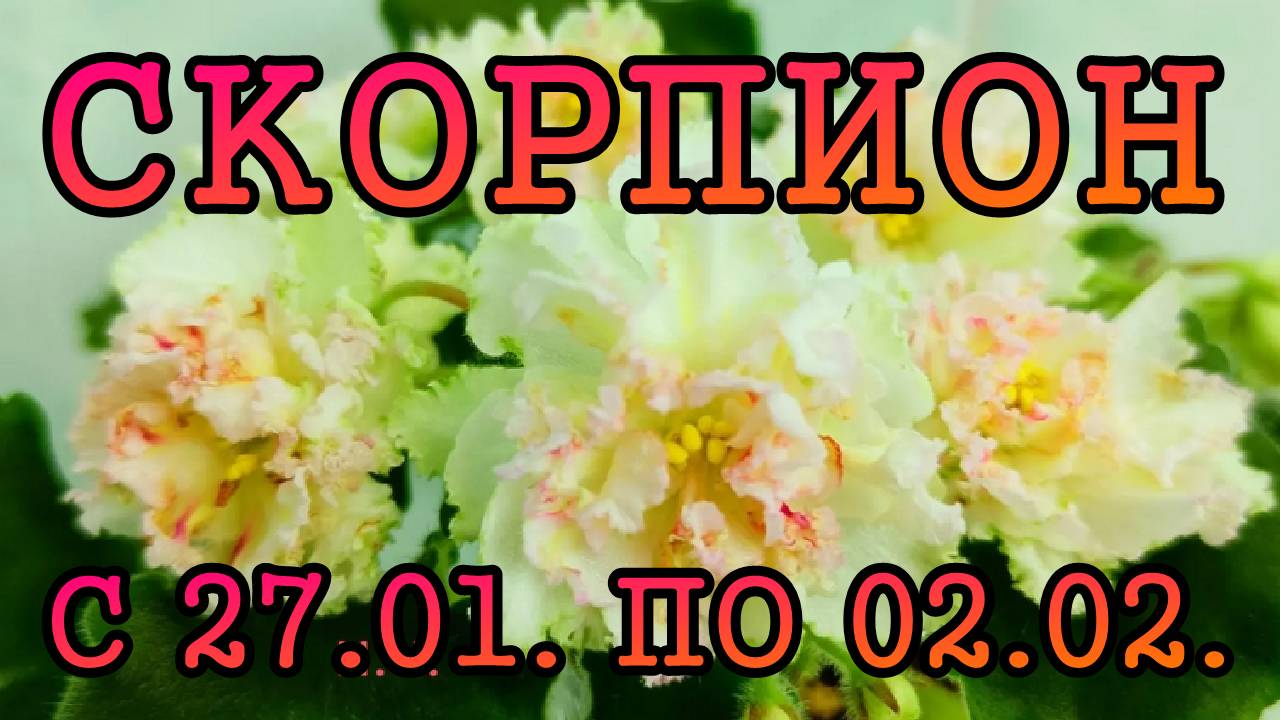 СКОРПИОН таро прогноз на неделю с 27 ЯНВАРЯ по 2 ФЕВРАЛЯ 2025 года.
