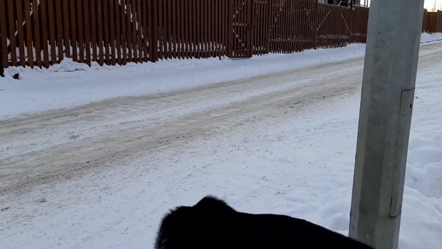 Вход с овчаренком Дариком домой   всегда проблема