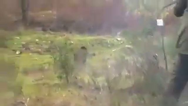 кабан атакует охотника
