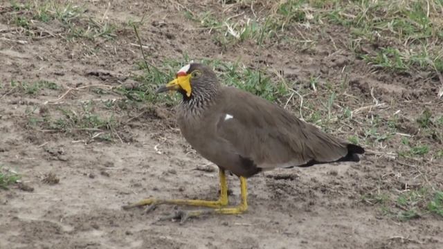 Vanneau du Sénégal (Vanellus senegallus lateralis) Wattled Lapwing