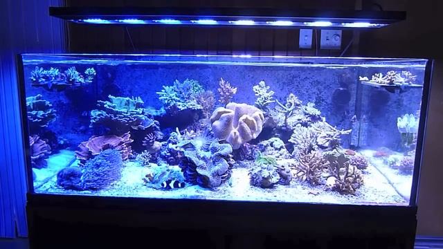 Vertex Illumina SR 1200 LED Demo