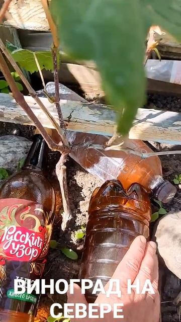 КВАС В ПОМОЩЬ ВИНОГРАД НА СЕВЕРЕ Ссылка на видео в описании
