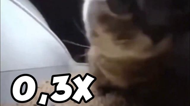 Chipi chipi chapa chapa but 0,1x speed