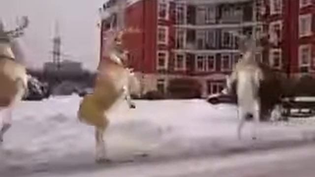 Оленята ;)
