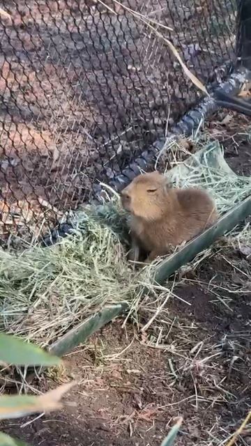 капибара 🦫 проснулась от птичек 🐦