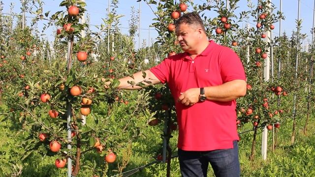 Waldemar Żółcik: Opinia o odmianie GALA ROYAL BEAUT PROSELECT, 18.08.18
