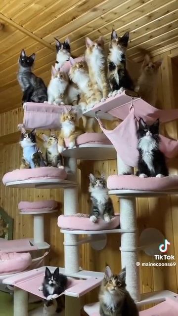Майкуны