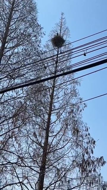 Коты прилетели
