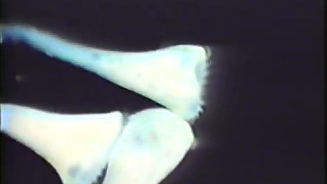 The Microscope, 2nd Part, Practical use