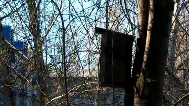 Синички в скворешнике