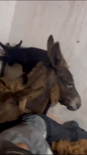 Трек Рамазан все еще в тренде )))))